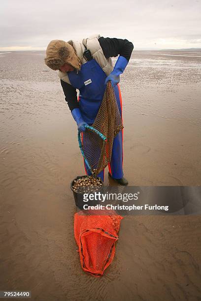 Polish cockle pickers search the treachorous sands of Morecambe Bay for the sought after shellfish at Hest Bank on February 5 in Morecambe, England....