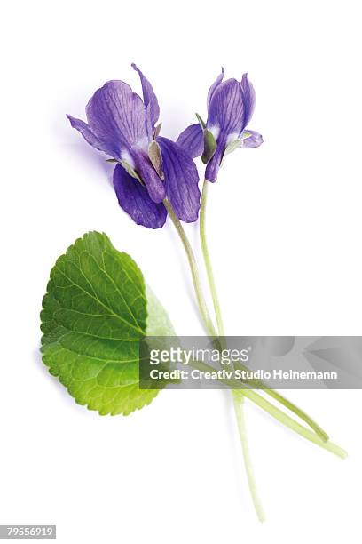 viola odorata, close-up - violales stock pictures, royalty-free photos & images