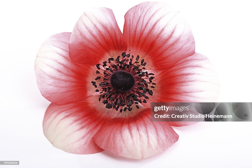 Anemone, Anemone coronaria