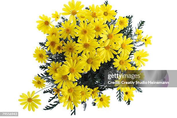 bush marguerite, euryops - yellow daisy stock pictures, royalty-free photos & images