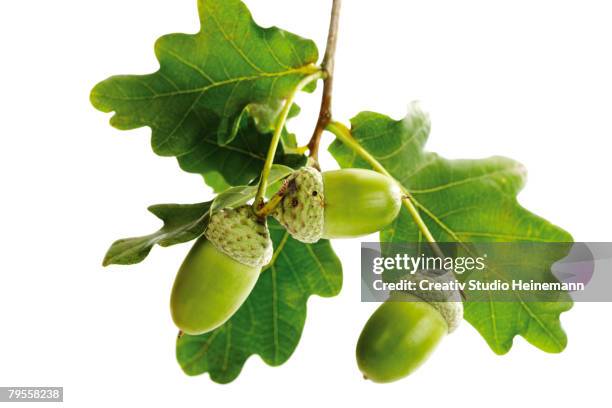 acorns and oak leaves - oak leaf stock pictures, royalty-free photos & images