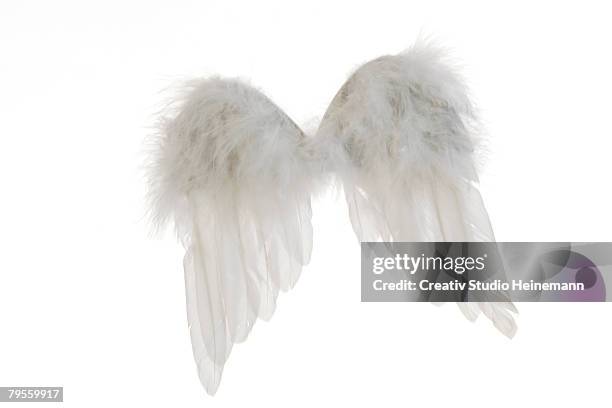 angel wings - animal wing bildbanksfoton och bilder