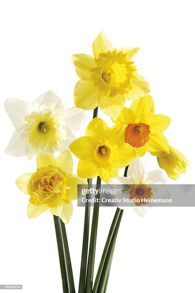 Daffodils, close-up