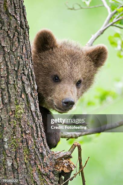 european brown bear cub in tree (ursus arctos), close-up - bear cub foto e immagini stock