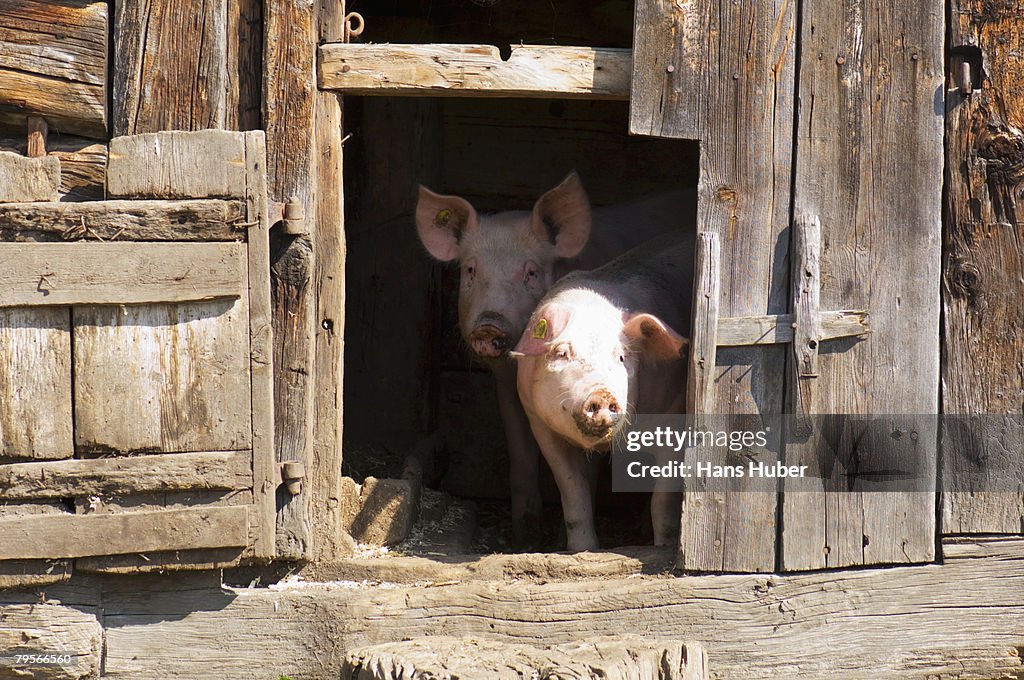 Pigs in stable, close-up