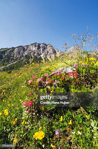 pasture in mountains - alm stock-fotos und bilder