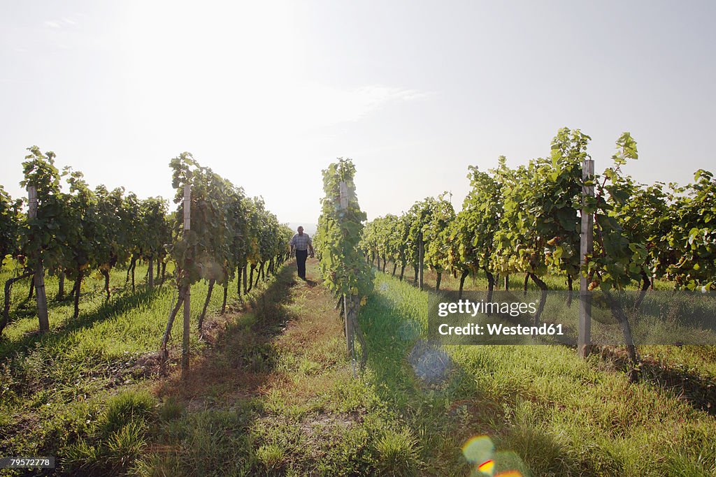 Man walking in vineyard