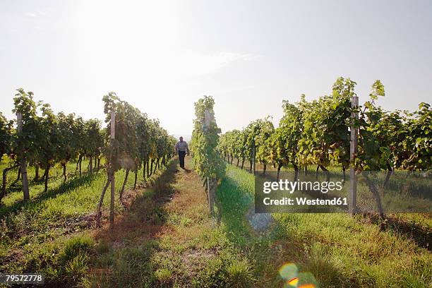 man walking in vineyard - cave vin photos et images de collection