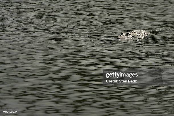 An alligator watches from one of the ponds located on the course during the second round of the Allianz Championship held on February 9, 2008 at The...