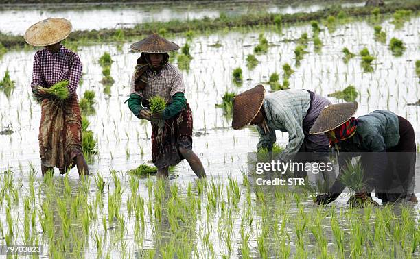 Myanmar Rural Rice 1,675 Rice Plantation Myanmar Stock Photos, High-Res Pictures, and ...