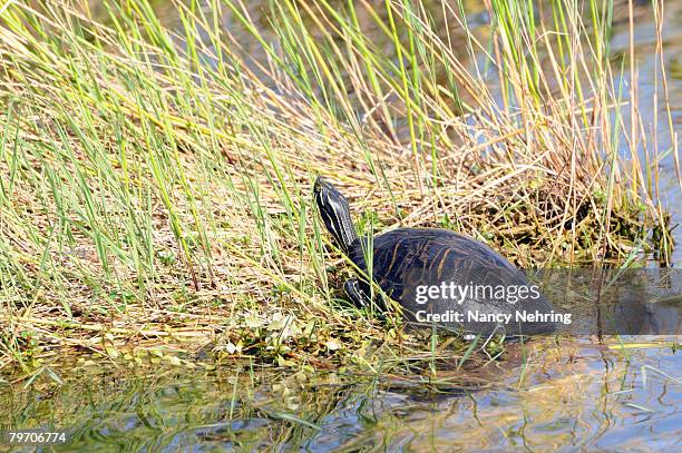 florida redbelly turtle, pseudemys nelsoni, sunning itself on a creek bank. everglades national park, florida, usa. unesco world heritage site (biosphere reserve). - florida red belly turtle stock pictures, royalty-free photos & images