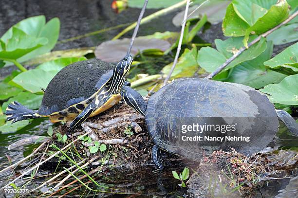 two florida redbelly turtles, pseudemys nelsoni, sunning themselves on a creek bank. everglades national park, florida, usa. unesco world heritage site (biosphere reserve). - emídidos fotografías e imágenes de stock