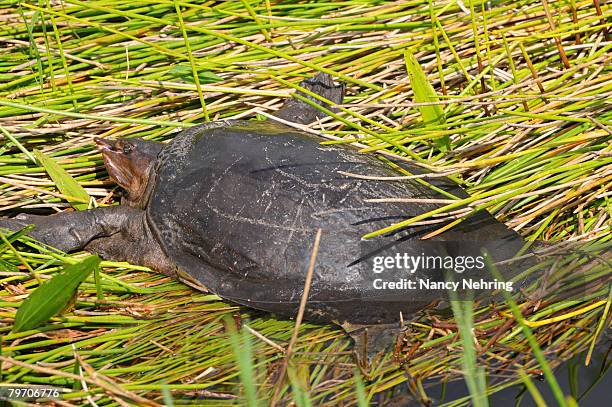 florida softshell turtle, apalone ferox, sunning itself on a creek bank. everglades national park, florida, usa. unesco world heritage site (biosphere reserve). - florida red belly turtle stock pictures, royalty-free photos & images