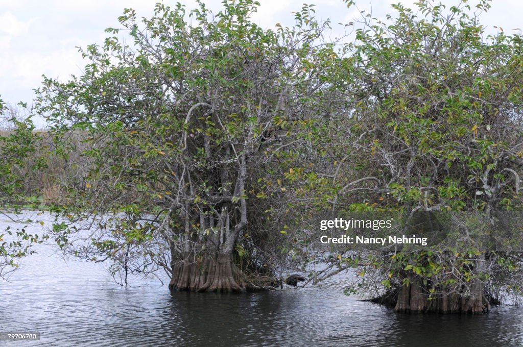 Pond apple, Annona glabra, grows in mangrove swamps of Everglades National Park. UNESCO World Heritage Site (Biosphere Reserve).