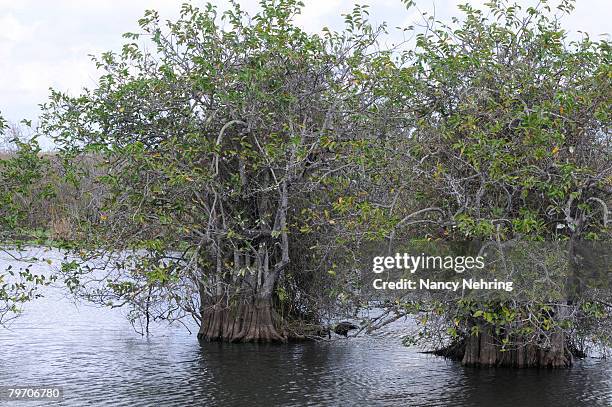 pond apple, annona glabra, grows in mangrove swamps of everglades national park. unesco world heritage site (biosphere reserve).  - annona glabra stock pictures, royalty-free photos & images