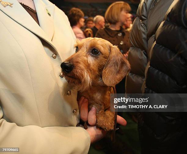 Wirehaired Dachshund waits to go into the ring during the first day at the 132nd Westminster Kennel Club Annual Dog Show at Madison Square Garden on...