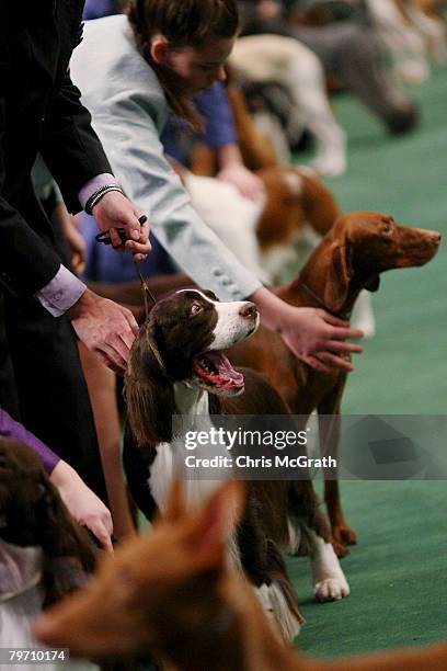 Springer Spaniel yawns while being shown in the Jnr Showmanship section during the 132nd Annual Westminster Kennel Club Dog Show at Madison Square...