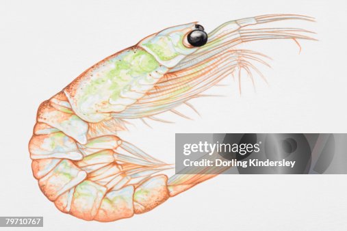 A krill, side view A krill, side view