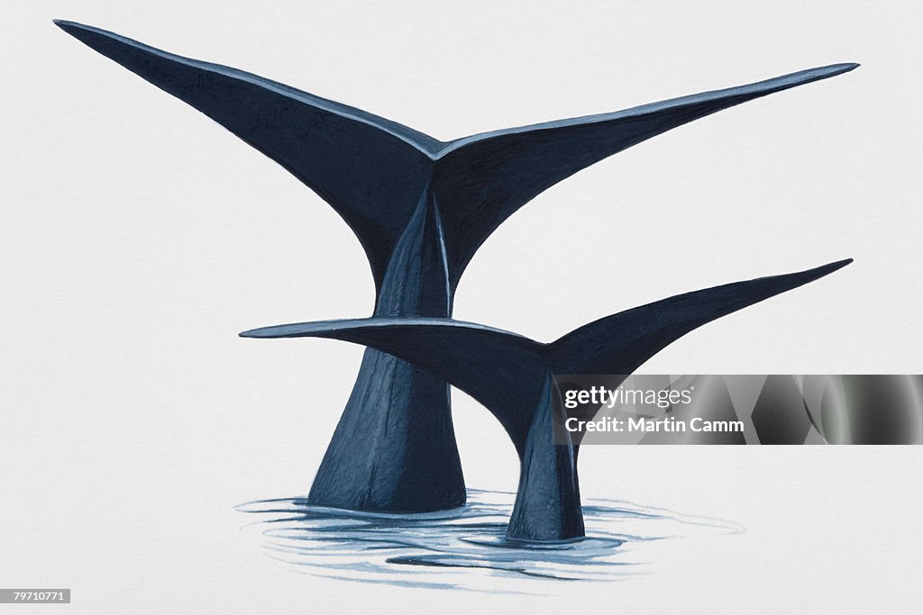 Southern right whales (Eubalaena australis) raising their flukes above water