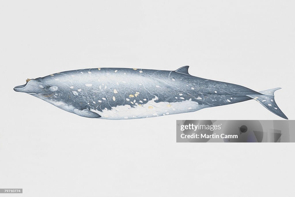 Side view of Blainville's Beaked Whale