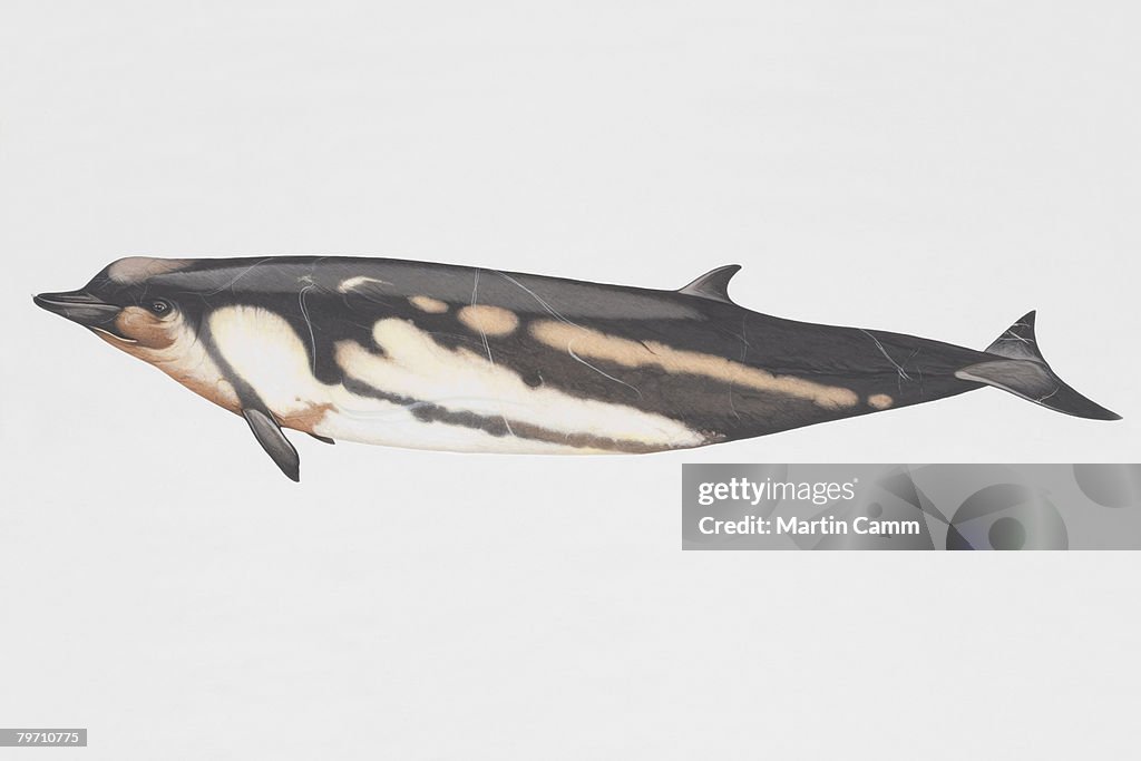 Side view of Shepherd's Beaked Whale
