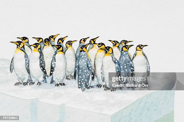 king penguins - king penguin stock illustrations
