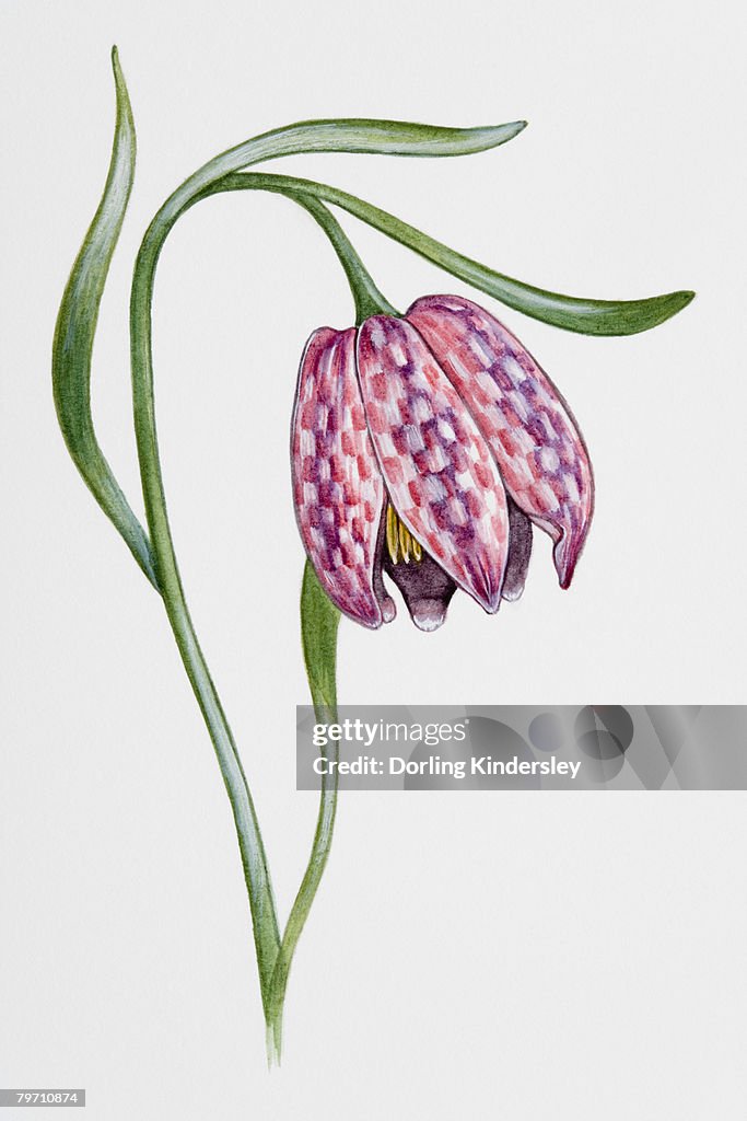 Snake's Head (Fritillaria meleagris)