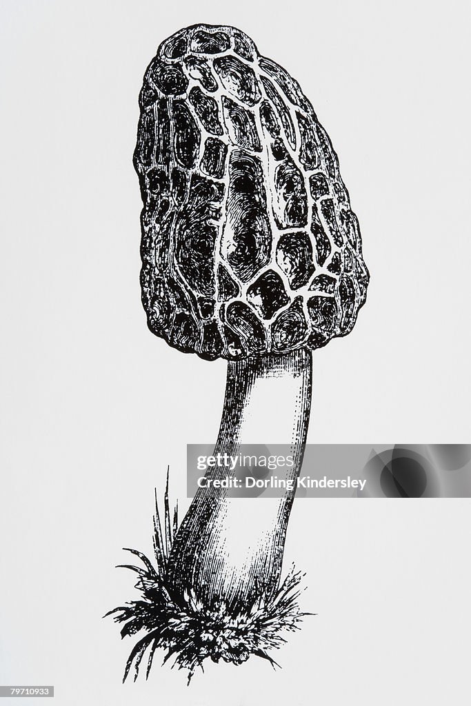 Morrel Pattern Morrel High-Res Vector Graphic - Getty Images