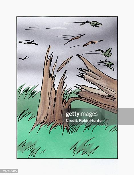 tree breaking in wind - wind damage stock illustrations