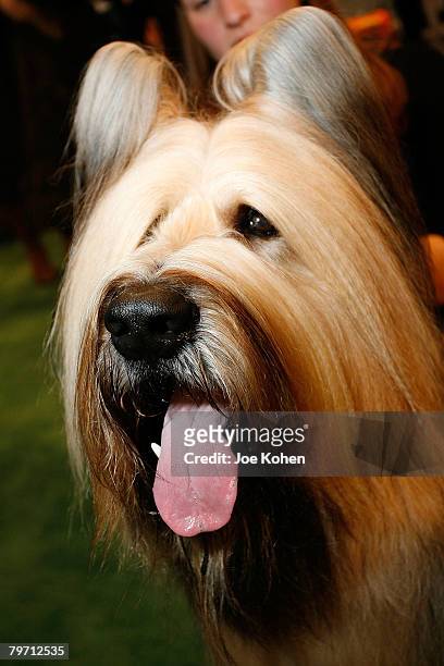 Aramis, a Briard winner of best of bread at the 132nd Annual Westminster Kennel Club Dog Show day 1 on February 11, 2008 in New York City.