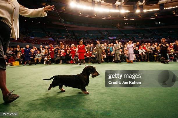 Wire-haired Dachshund at the 132nd Annual Westminster Kennel Club Dog Show day 1 on February 11, 2008 in New York City.
