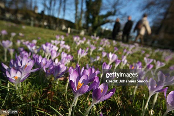 People pass blossoming flowers at Stadtpark during a fine and sunny day on February 12, 2007 in Baden-Baden, Germany. Currently Germany experiences...