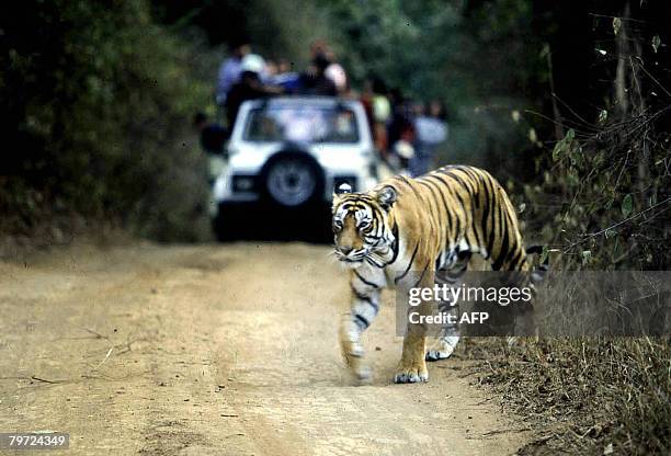 File picture taken on January 22, 2002 shows a tiger crossing a road in the Ranthambore National Park in India's northwestern Rajasthan state....