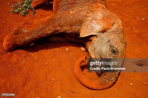 February 12 : A baby elephant plays at the David Sheldrick Wildlife Trust elephant orphange February 12, 2008 in Nairobi, Kenya. According to...