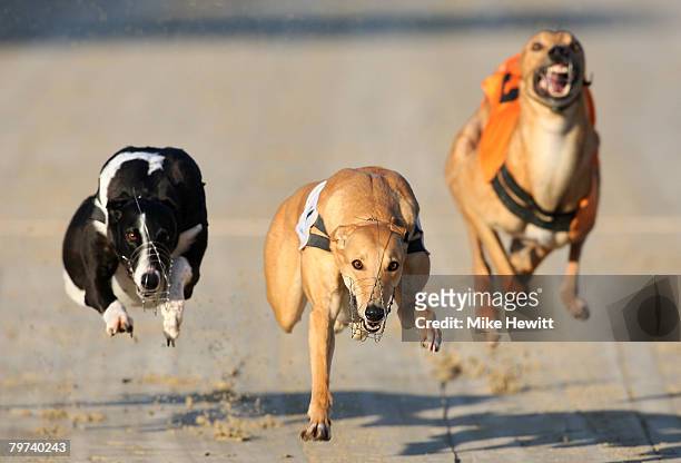 Greyhounds compete during the third race at the Coral's Brighton and Hove stadium on February 13, 2008 in Brighton and Hove, England.