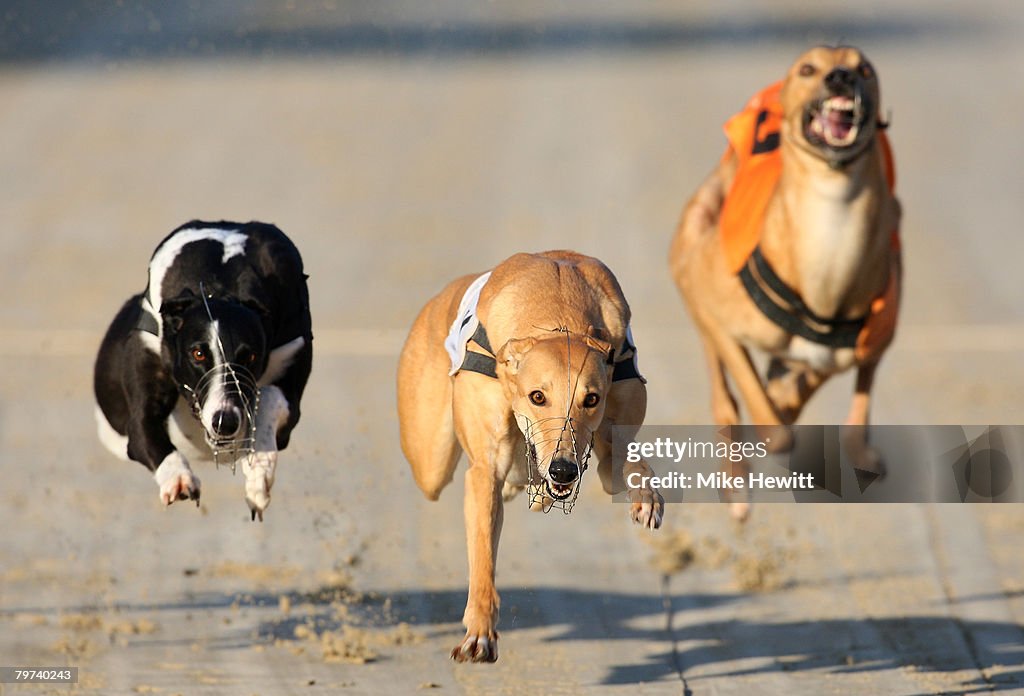 Greyhound Racing In Hove