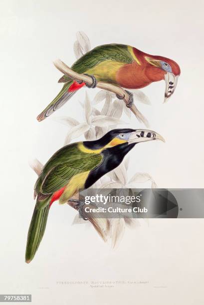 Spotted Bill Aracari