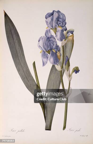 Iris Pallida, from 'Les Liliacees', 1812