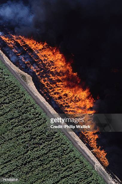 burning rice stubble - controlled fire stockfoto's en -beelden