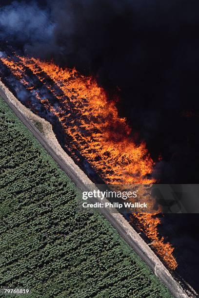 burning rice stubble - condado de butte califórnia imagens e fotografias de stock