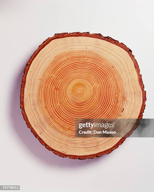 rings of douglas fir tree - douglas fir stock pictures, royalty-free photos & images