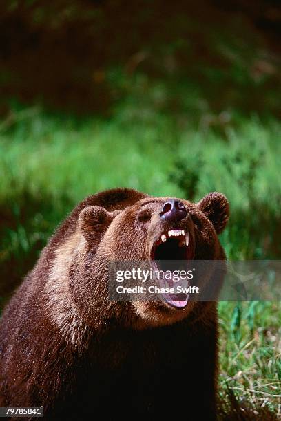 roaring grizzly bear - bear roar stock pictures, royalty-free photos & images