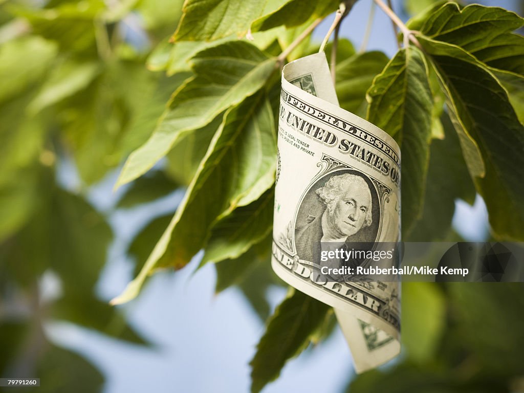 United States one dollar bill on tree with leaves