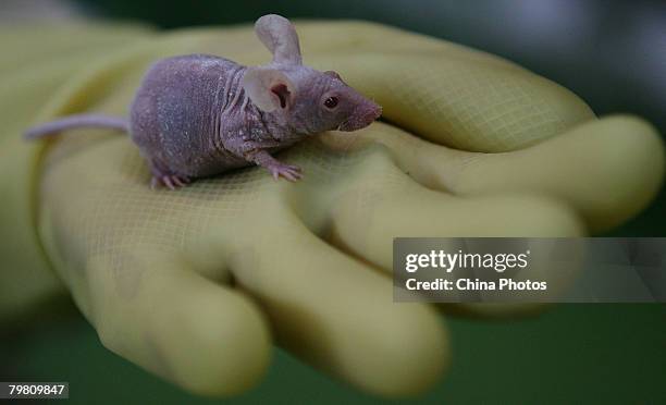 Worker displays a bald mouse at an animal laboratory of a medical school on February 16, 2008 in Chongqing Municipality, China. A worker holds a bald...