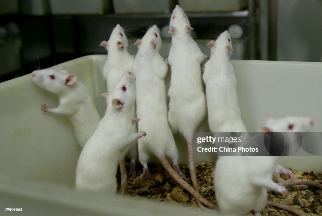 Rats And Mice In A Medical School Laboratory
