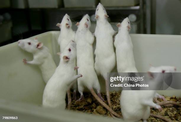 Female white rats stand in a basin at an animal laboratory of a medical school on February 16, 2008 in Chongqing Municipality, China. Over 100,000...