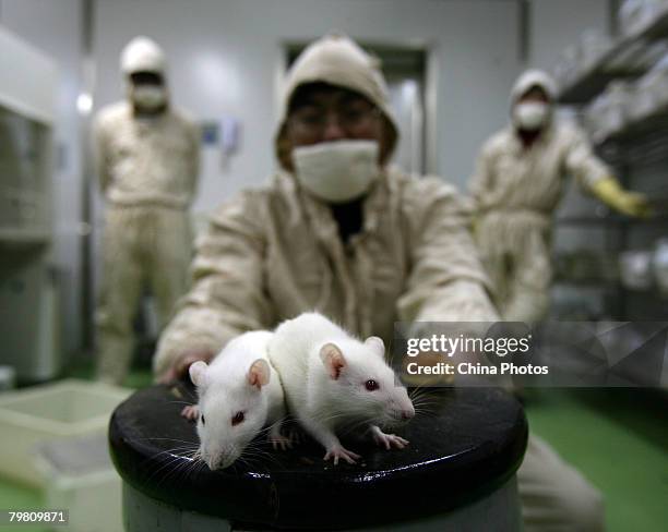 Worker observes white rats at an animal laboratory of a medical school on February 16, 2008 in Chongqing Municipality, China. Over 100,000 rats and...