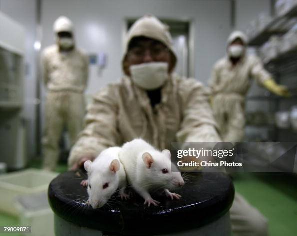 Human Rats Working A worker observes white rats at an animal laboratory of a medical ...