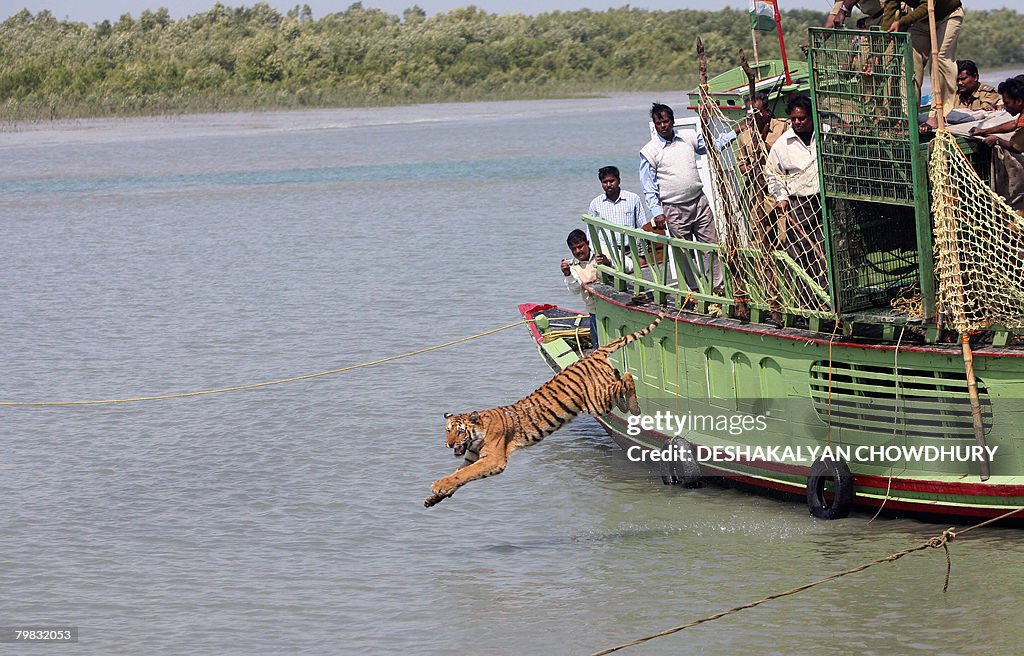 Indian forest workers watch a rescued ti