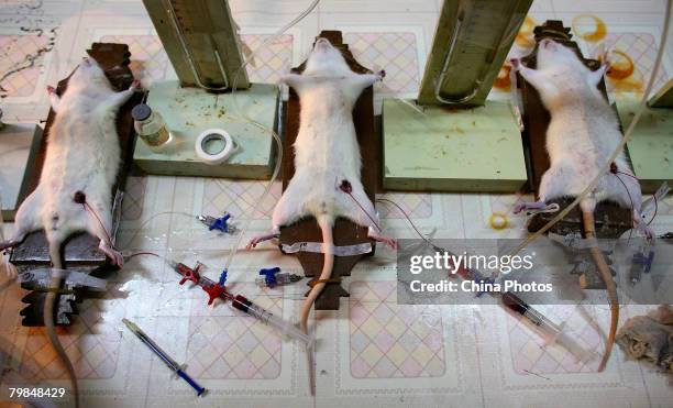 White Rats undergo an hemorrhagic shock experiment in a laboratory of Daping Hospital on February 20, 2008 in Chongqing Municipality, China. During...